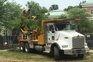 Photo of Tree Removal